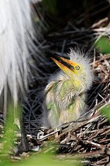 Great Egret